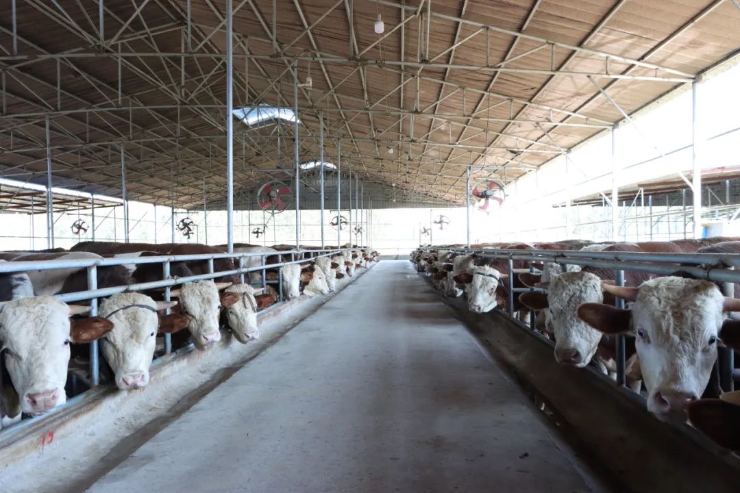 w66����(�й��ٷ���վ)