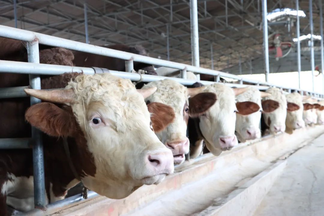 w66����(�й��ٷ���վ)