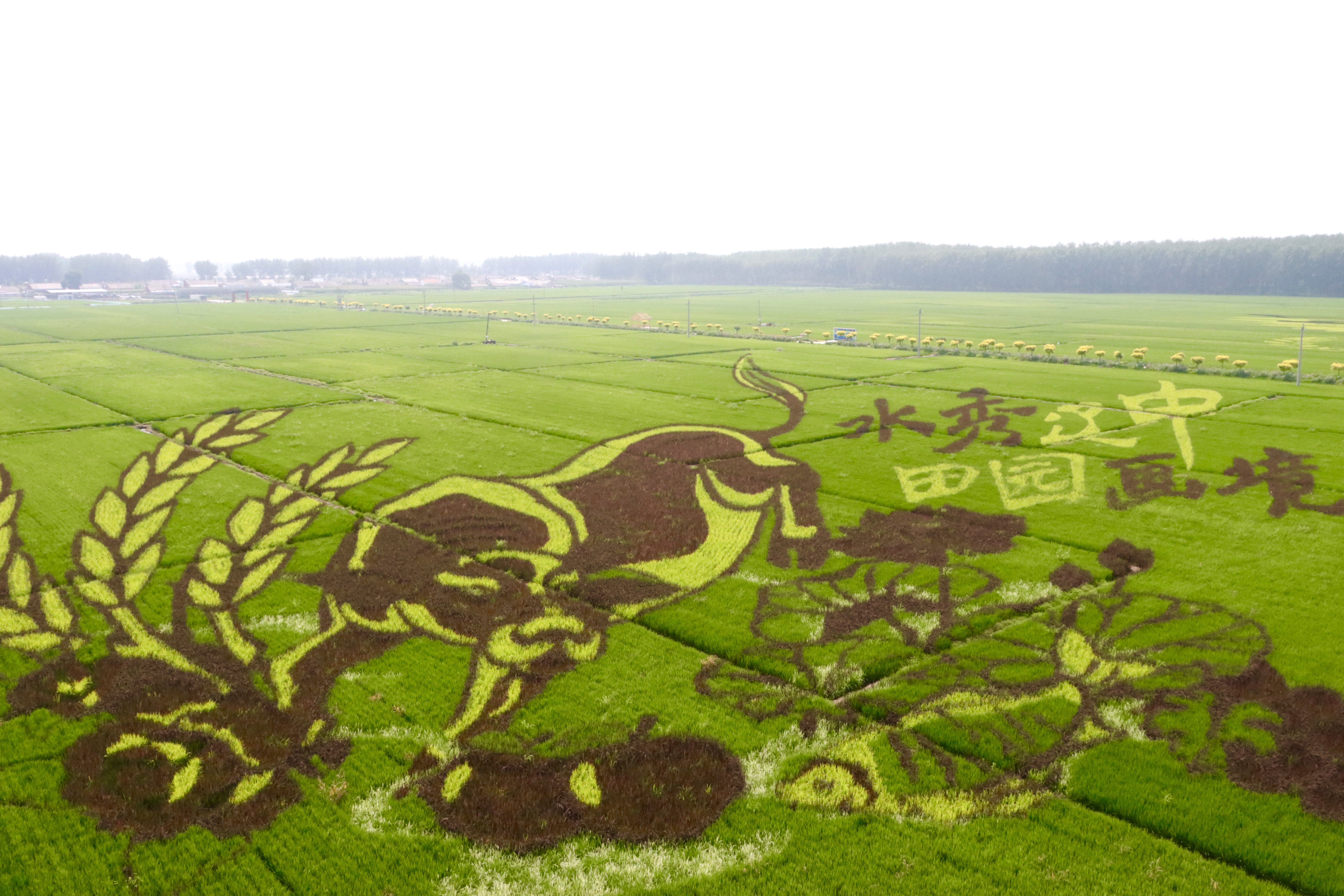 w66����(�й��ٷ���վ)